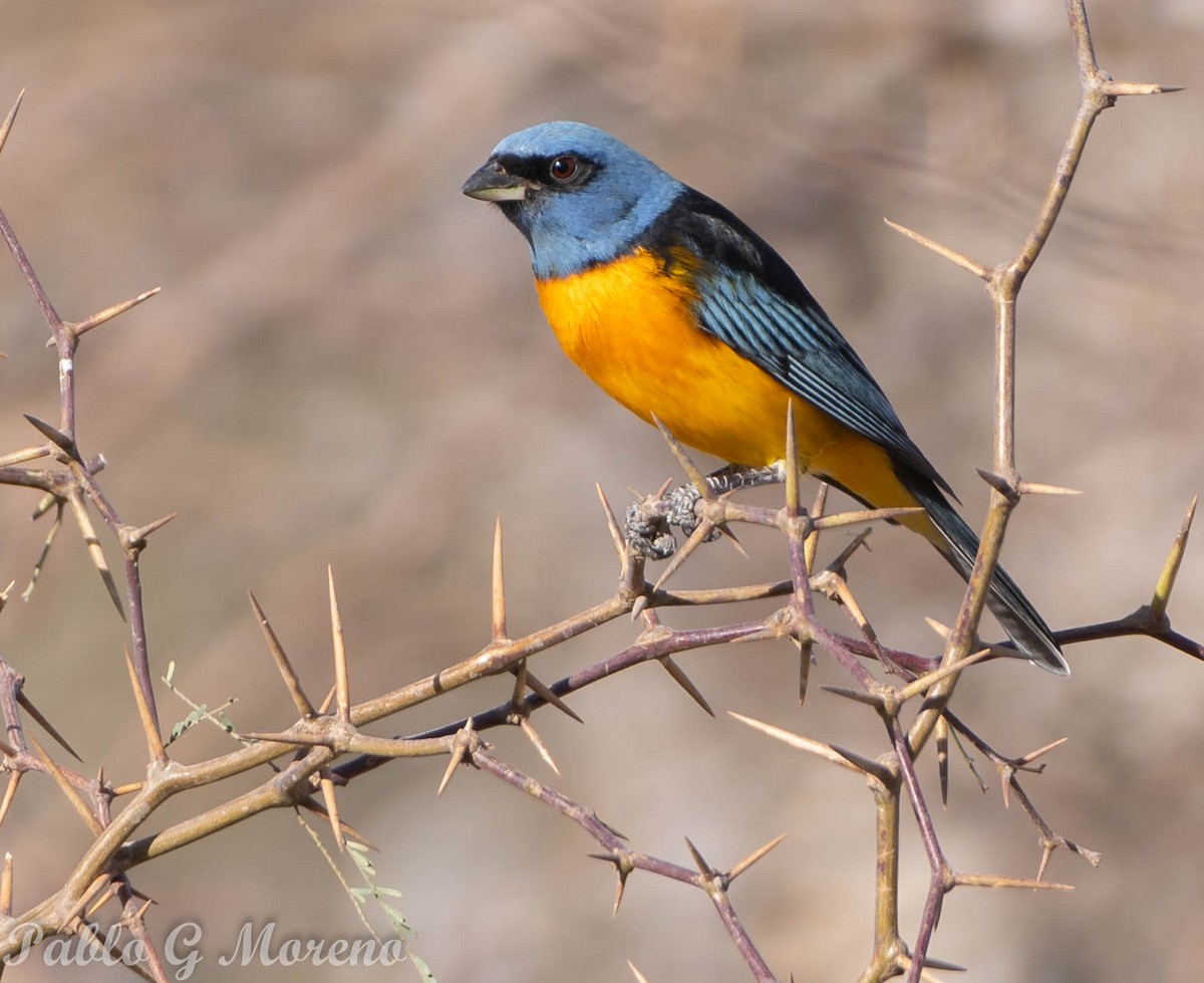Blue-and-yellow Tanager - ML457025411