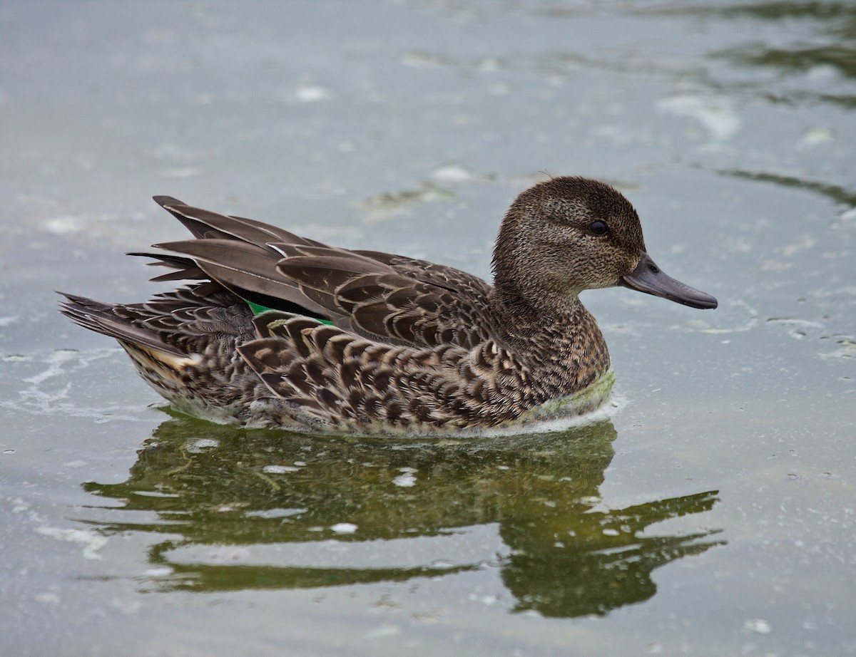 Green-winged Teal - ML45702641
