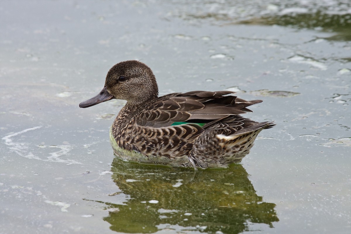 Green-winged Teal - ML45702651