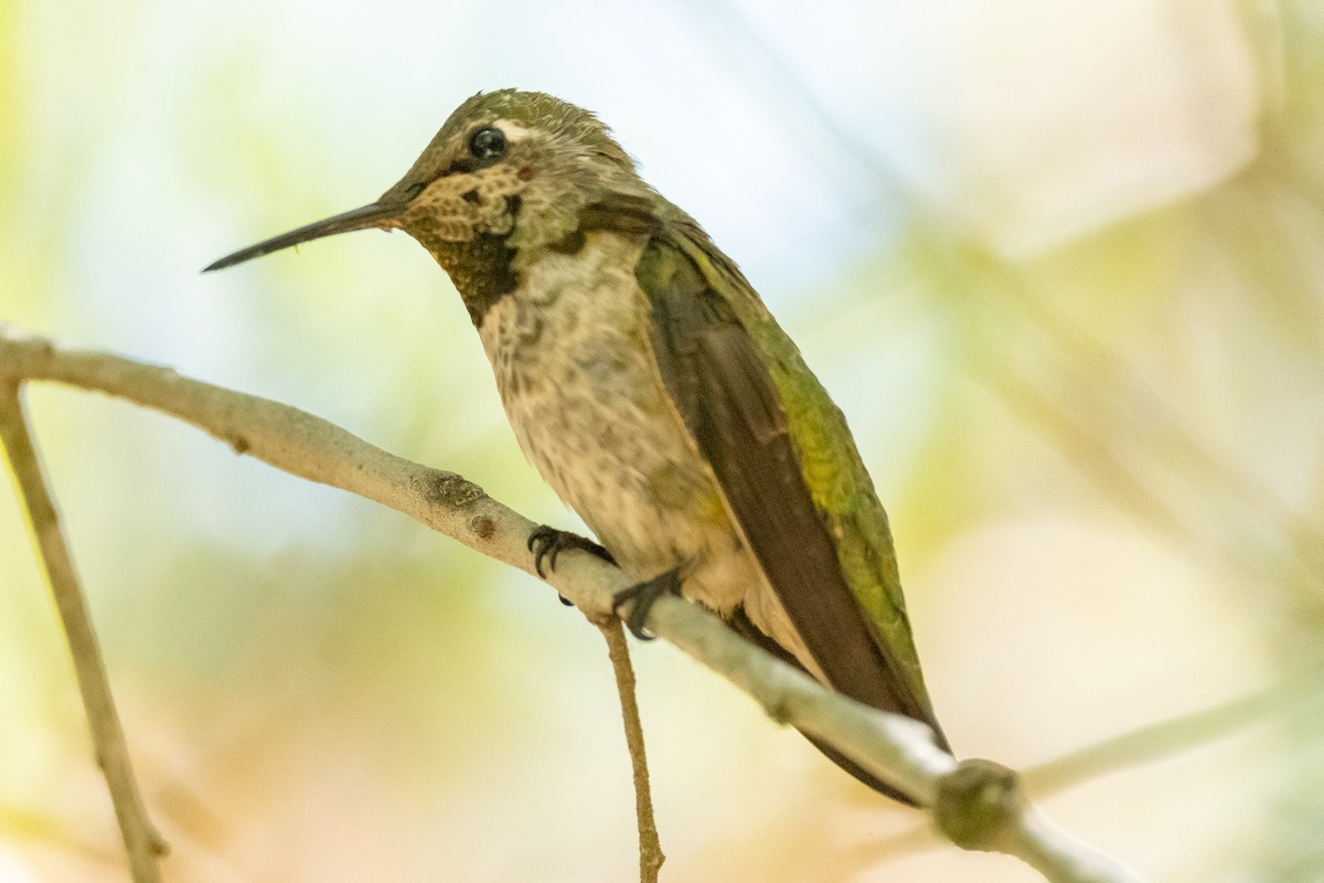 Anna's Hummingbird - ML457027961