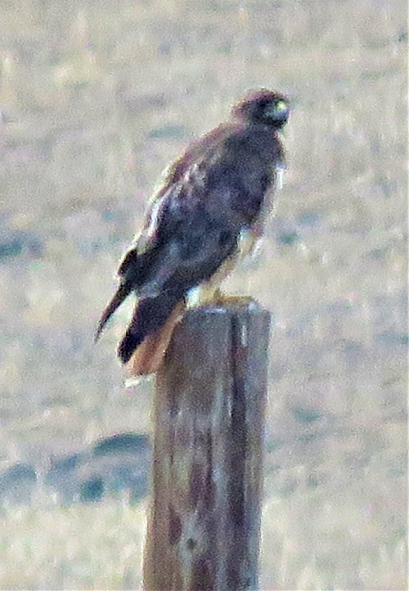 Red-tailed Hawk - ML457029651