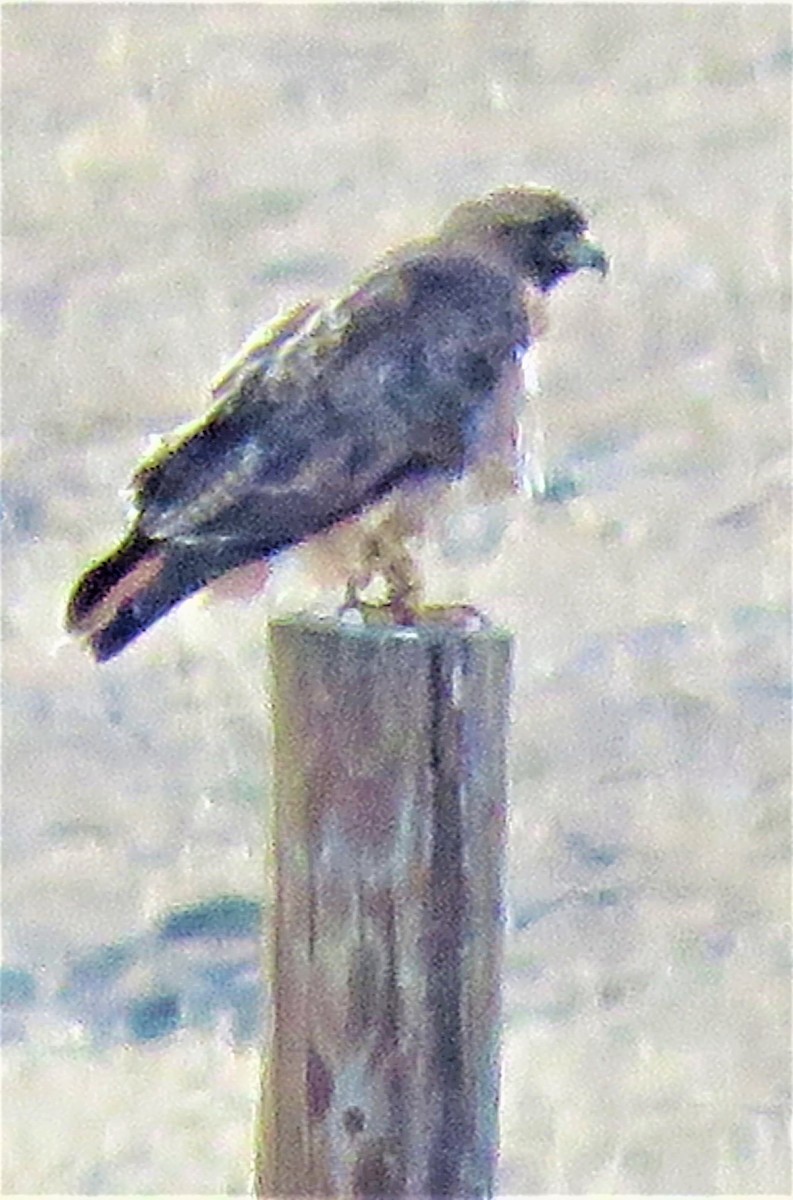 Red-tailed Hawk - ML457029661