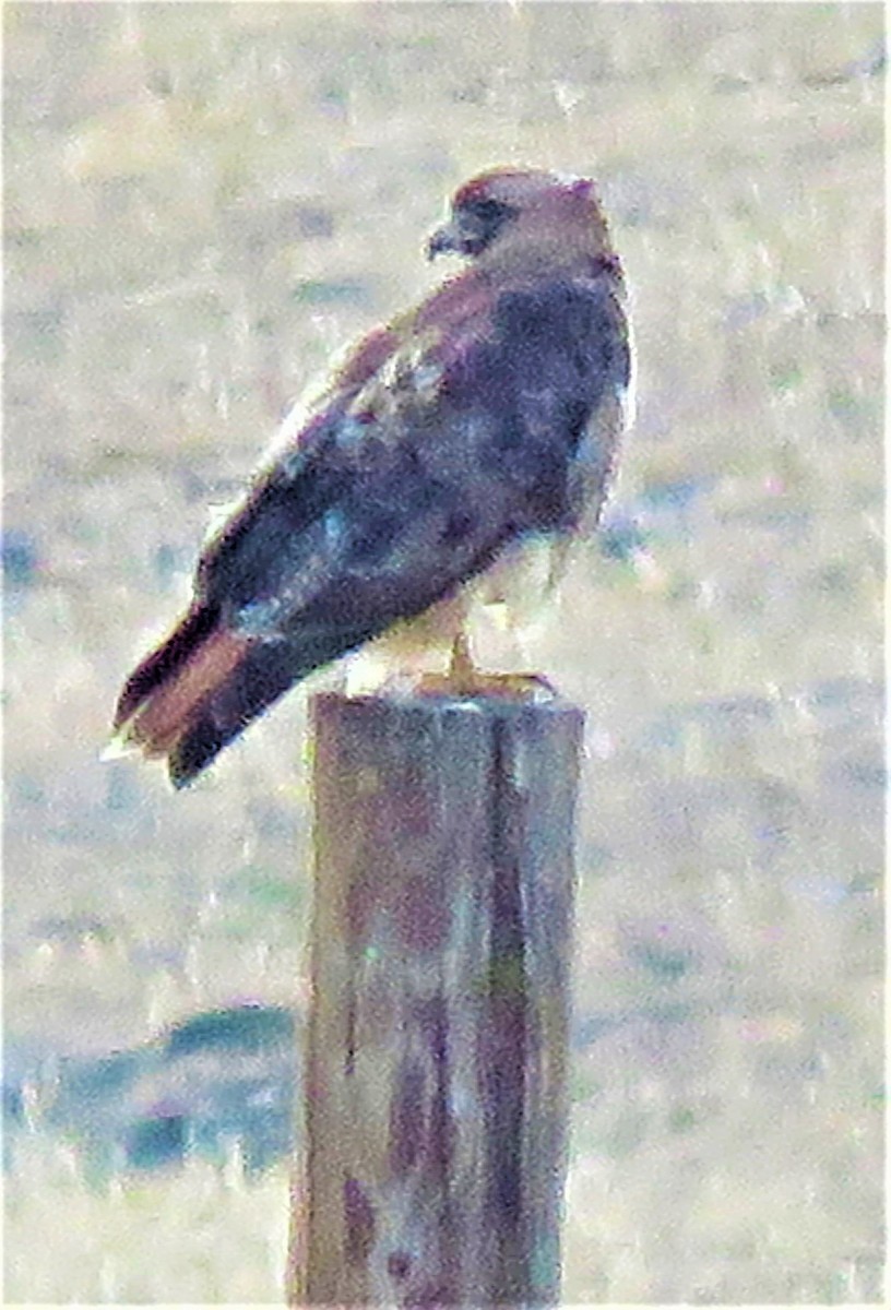 Red-tailed Hawk - ML457029671