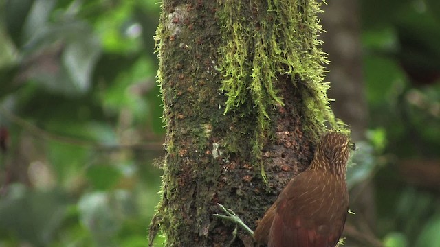Strong-billed Woodcreeper (Andean/Northern) - ML457037