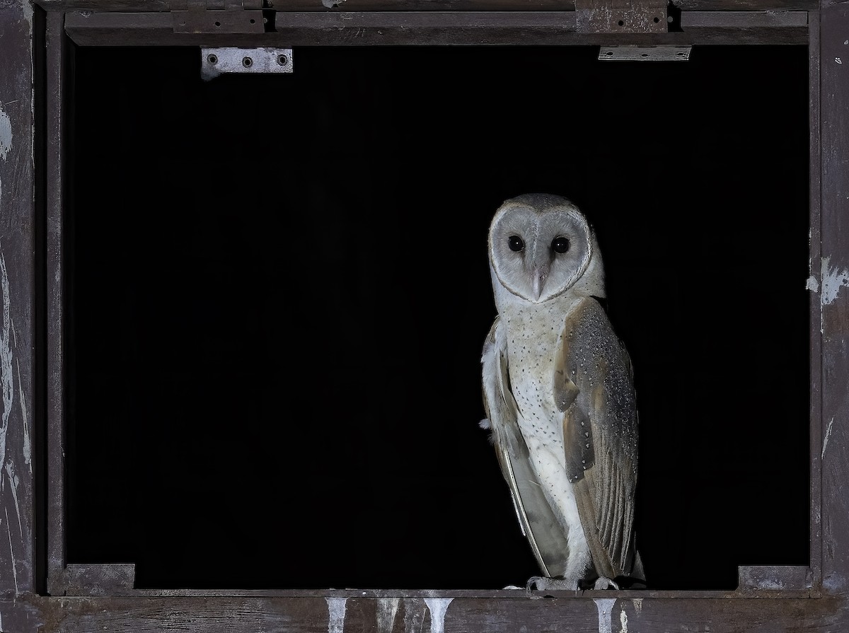 Barn Owl - Parmil Kumar