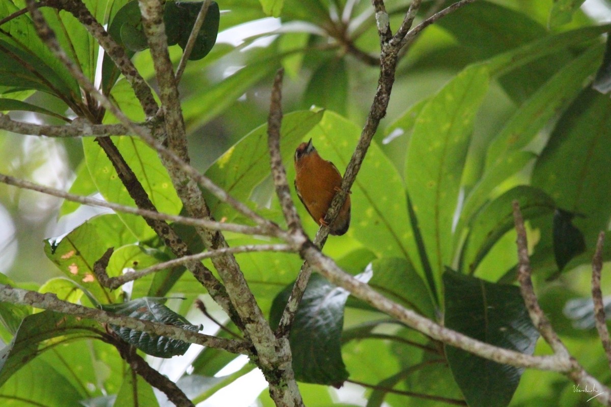 White-browed Piculet - ML457038491