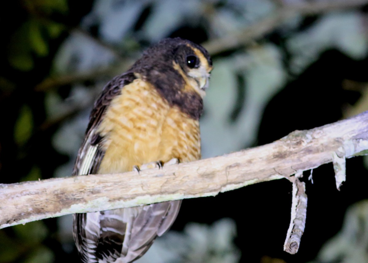 Tawny-browed Owl - ML45703861