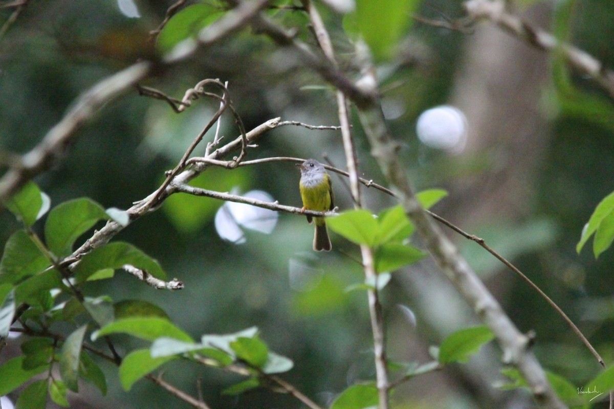 Gray-headed Canary-Flycatcher - ML457038841