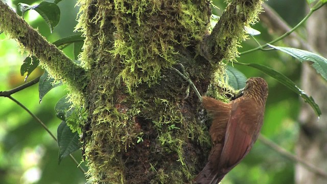 Strong-billed Woodcreeper (Andean/Northern) - ML457039