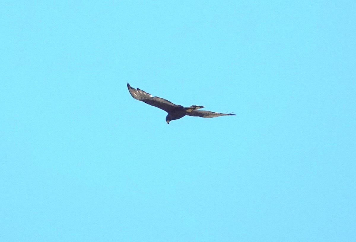 Zone-tailed Hawk - ML457040551