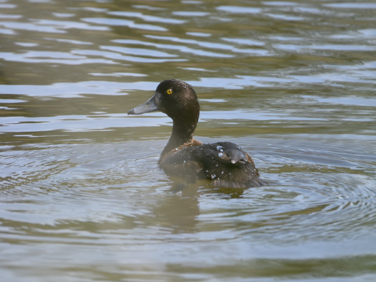 Tufted Duck - ML457040861