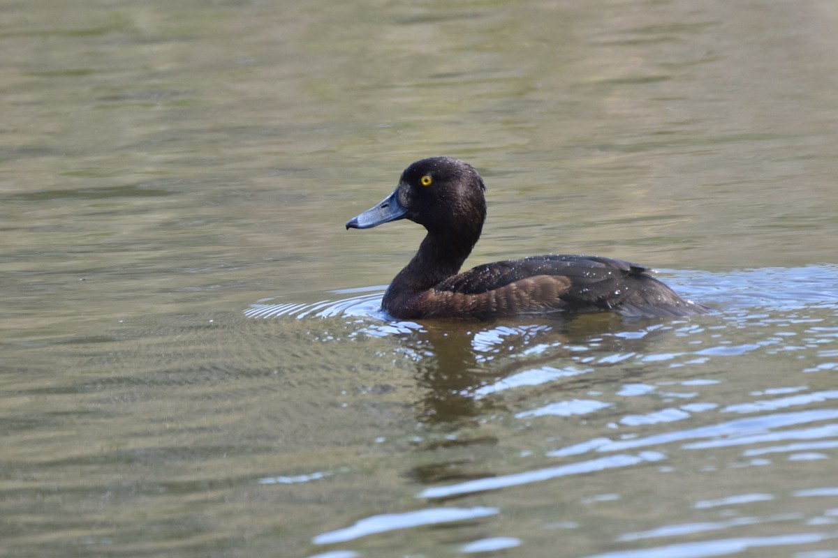Tufted Duck - ML457040871