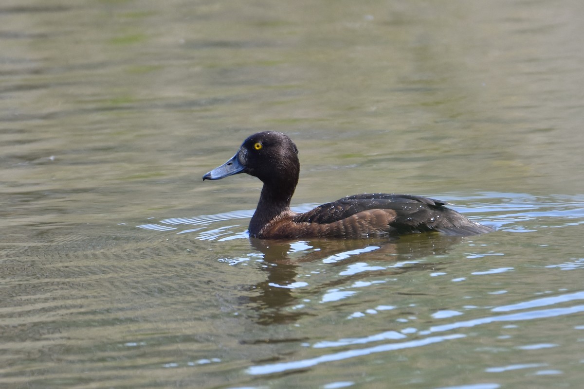 Tufted Duck - ML457040881