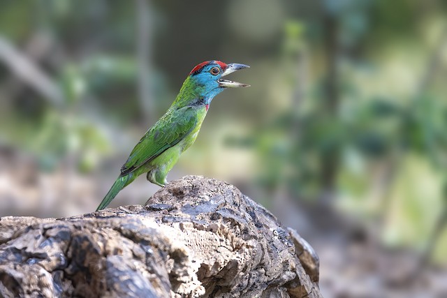 Lateral view (subspecies <em class="SciName notranslate">asiaticus</em>). - Blue-throated Barbet - 