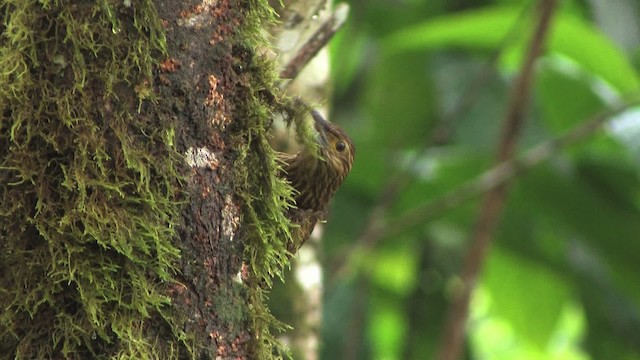 Strong-billed Woodcreeper (Andean/Northern) - ML457041