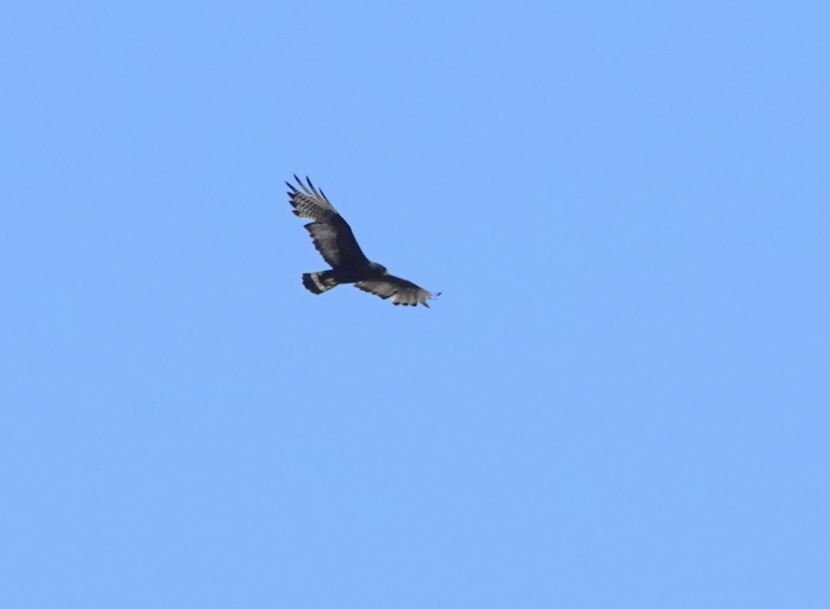 Zone-tailed Hawk - ML457041361