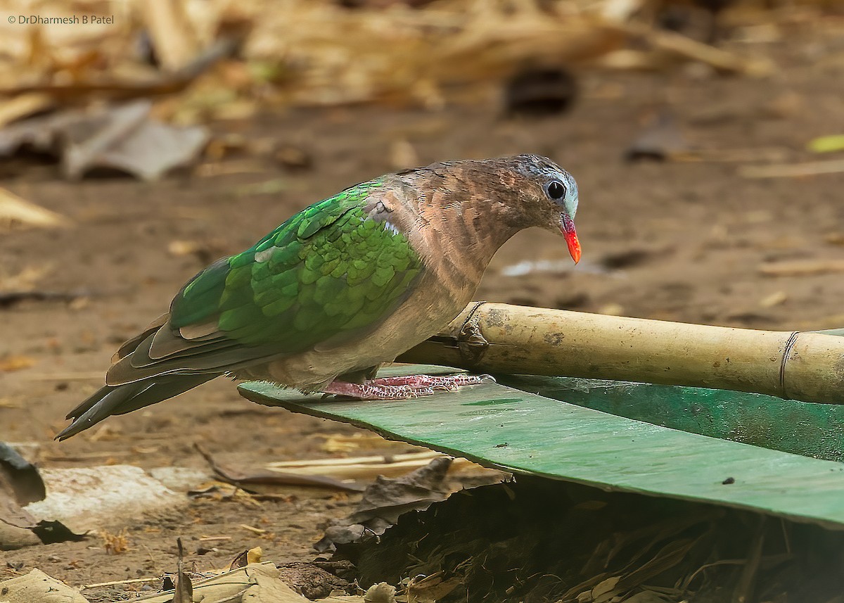 Asian Emerald Dove - drdharmesh patel