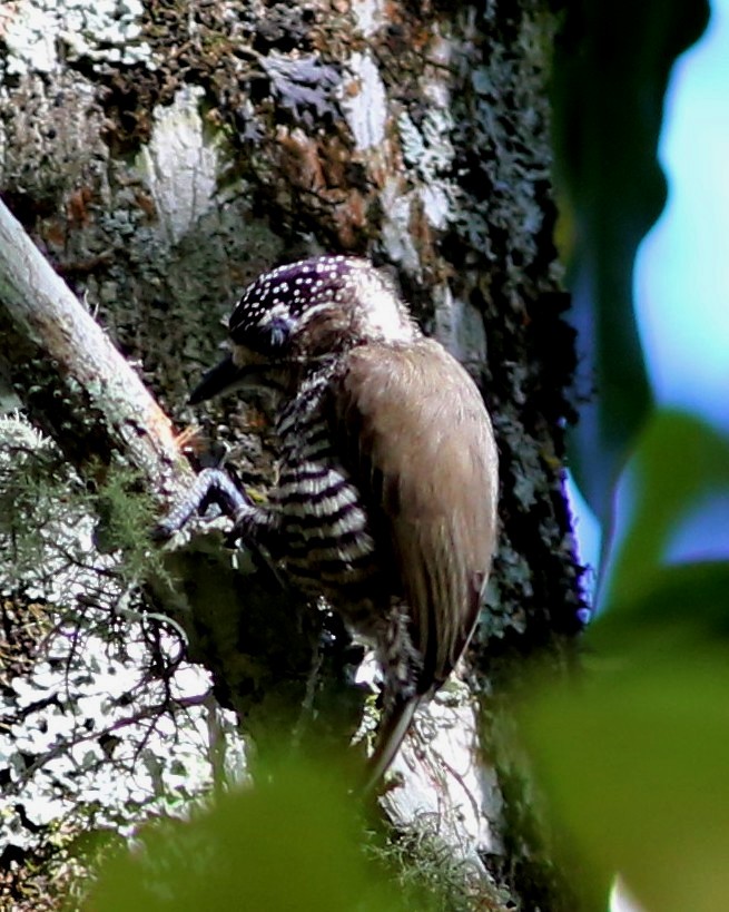 White-barred Piculet - ML45704631