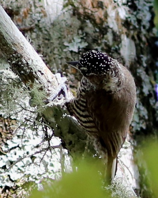 White-barred Piculet - ML45704641
