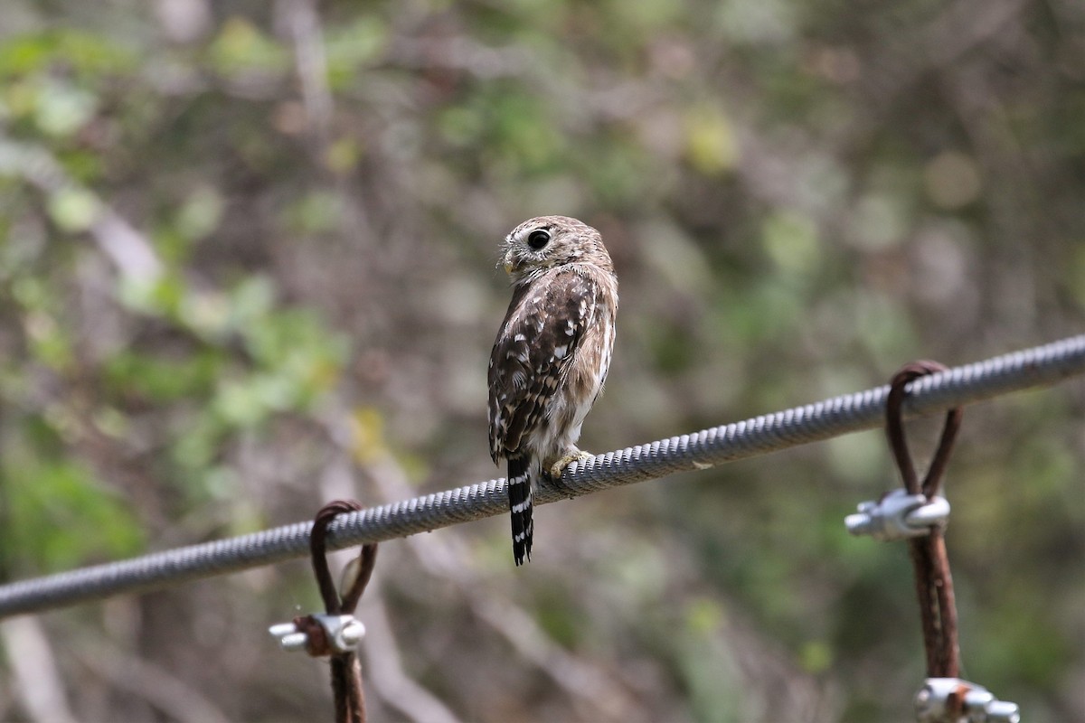 Peruvian Pygmy-Owl - ML457047101