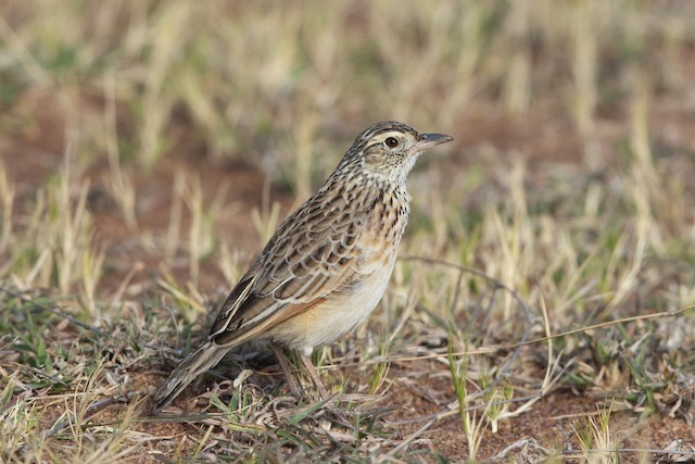 Possible confusion species: Rufous-naped Lark (<em class="SciName notranslate">Mirafra africana</em>). - Rufous-naped Lark - 
