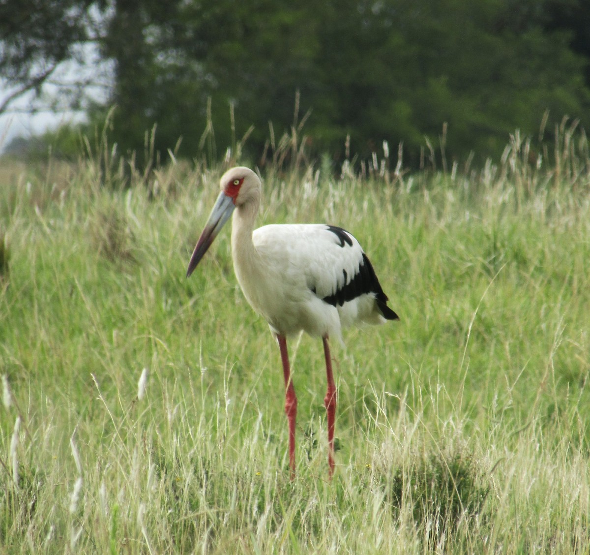 Maguari Stork - Ezequiel Vera