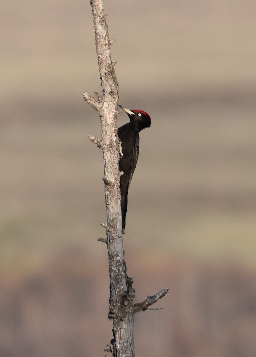 Black Woodpecker - Lorenzo Vinciguerra