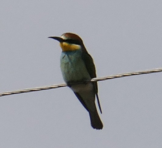 European Bee-eater - ML457060271