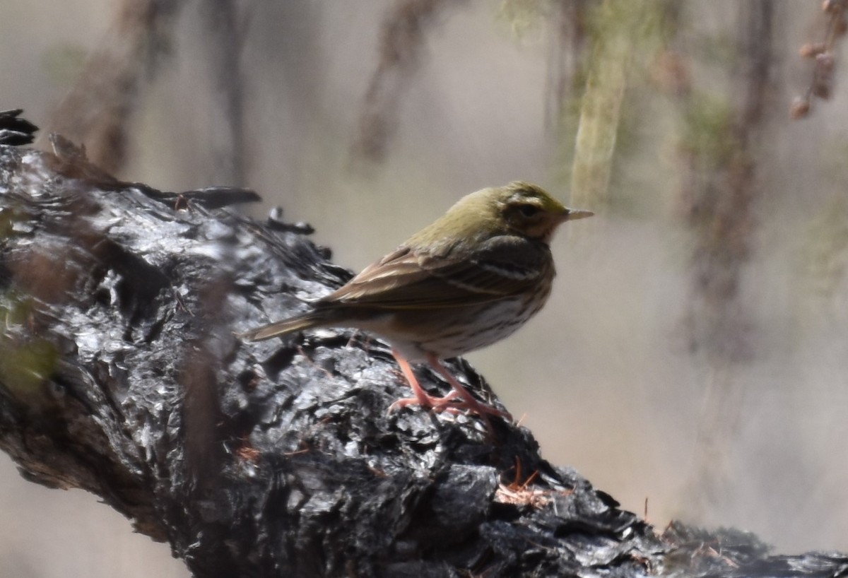 Olive-backed Pipit - ML457060621