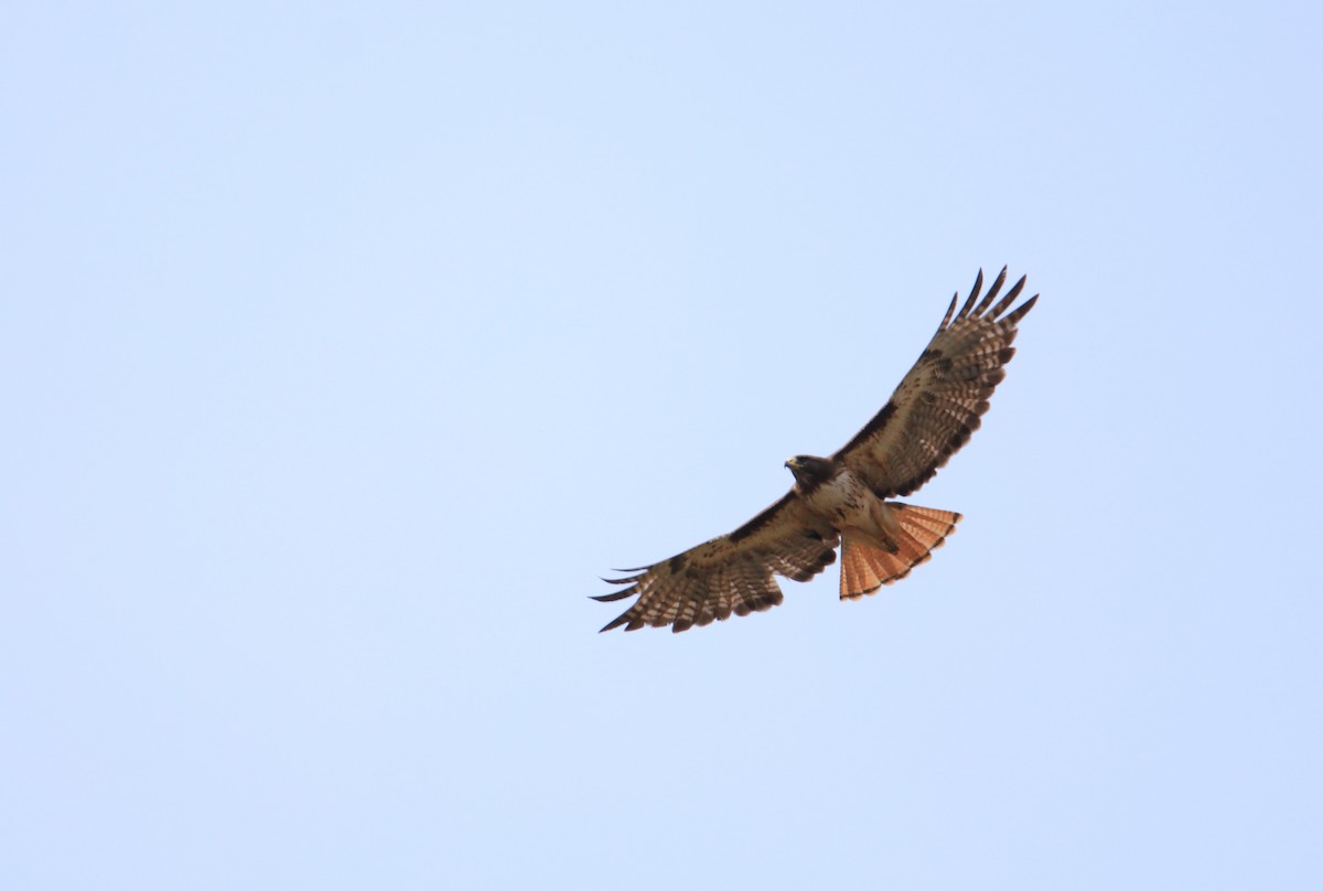 Red-tailed Hawk (kemsiesi/hadropus) - ML457071671