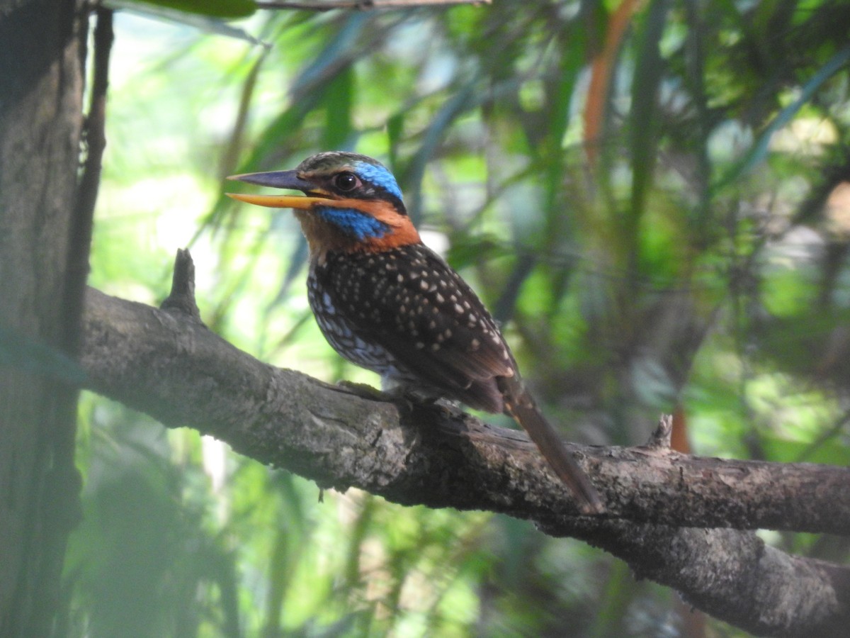 Spotted Kingfisher - ML457073261