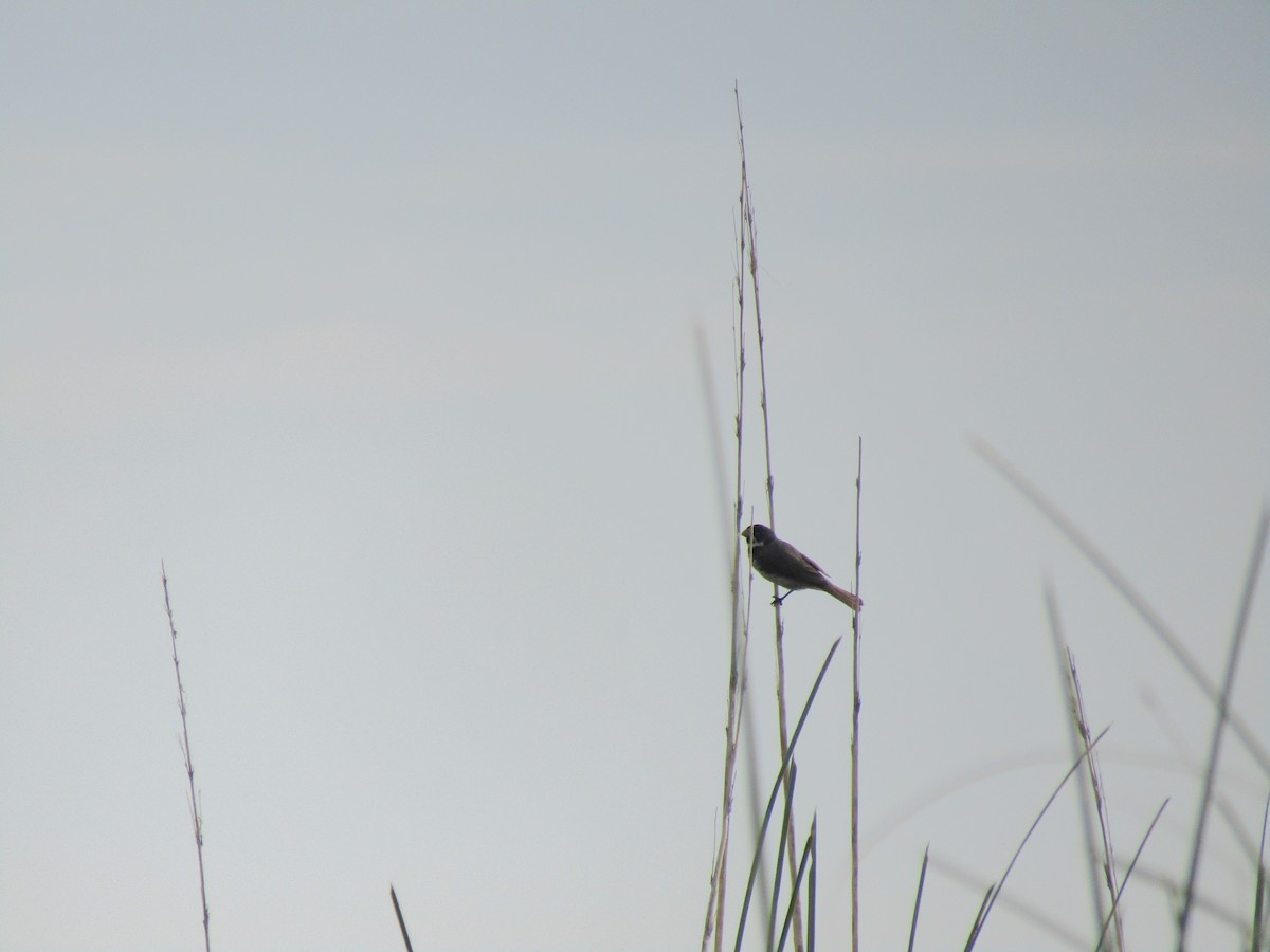 Double-collared Seedeater - ML45707751