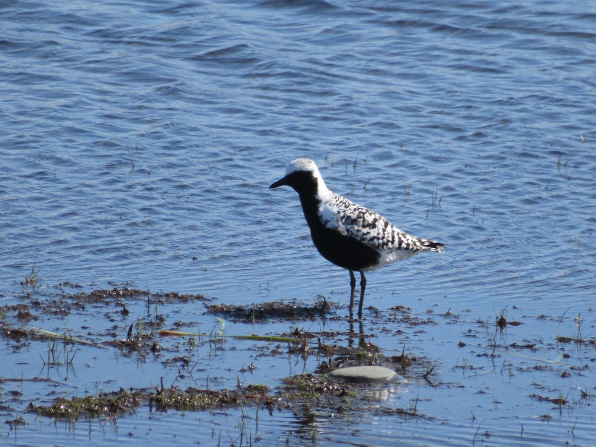 Black-bellied Plover - Frederic Beaudry