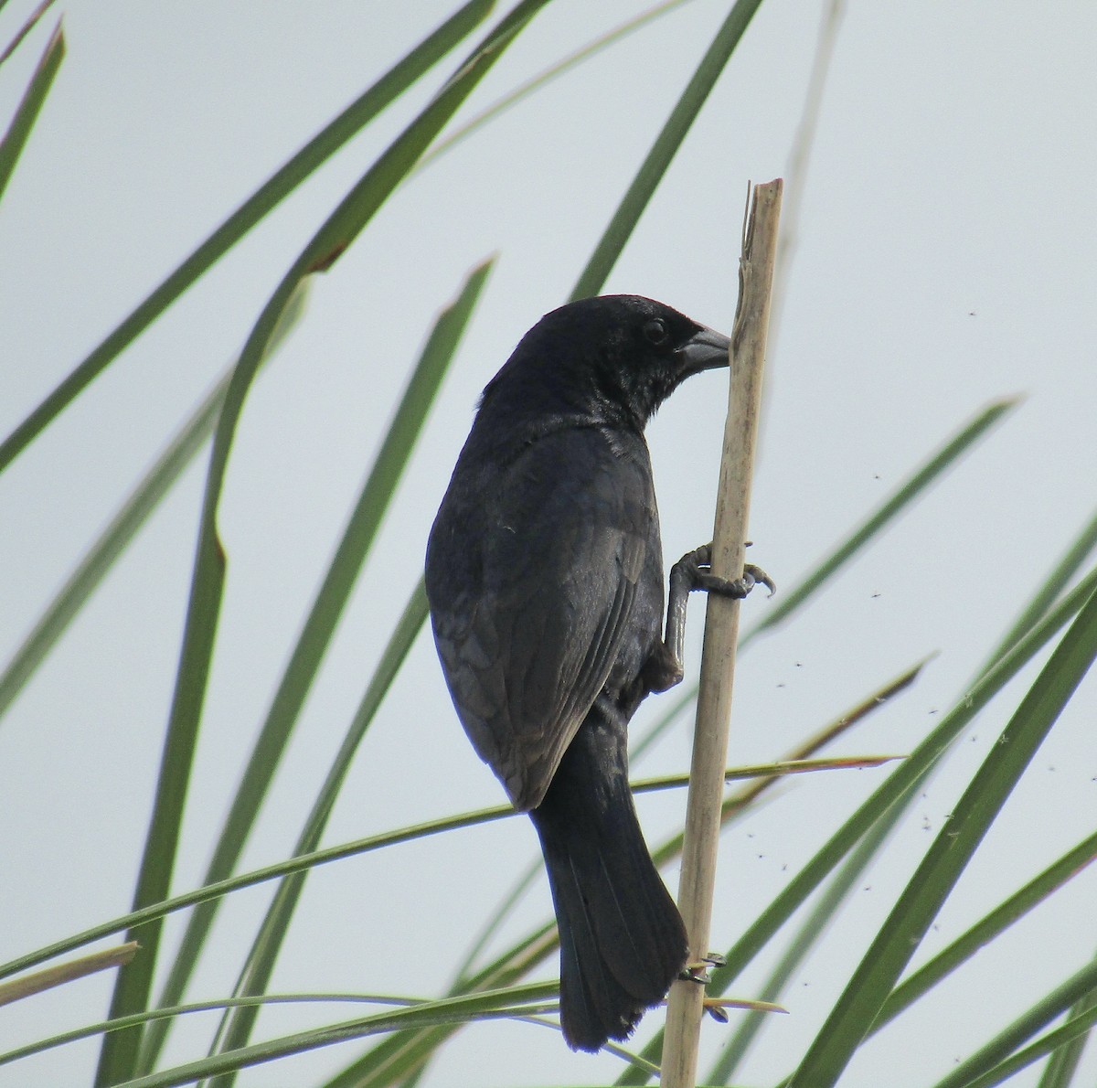 Unicolored Blackbird - Ezequiel Vera