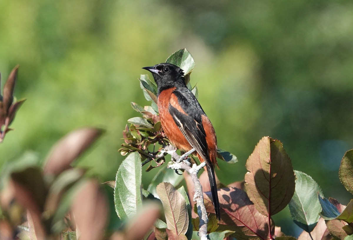 Orchard Oriole - ML457078861