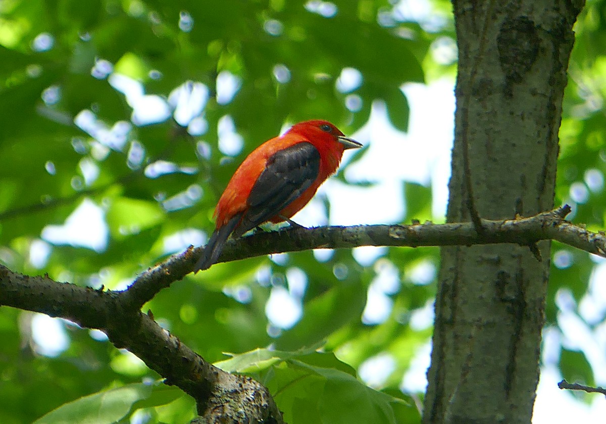 Scarlet Tanager - ML457079161