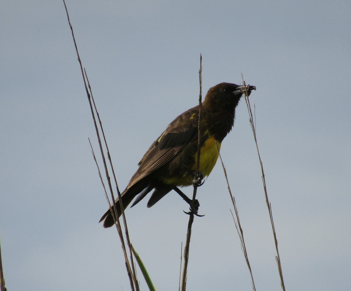 Brown-and-yellow Marshbird - ML45708011