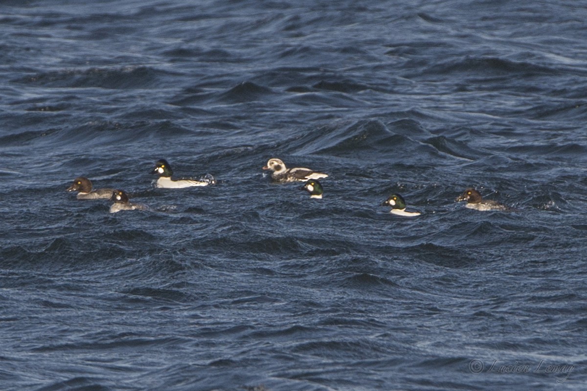Long-tailed Duck - Lucien Lemay