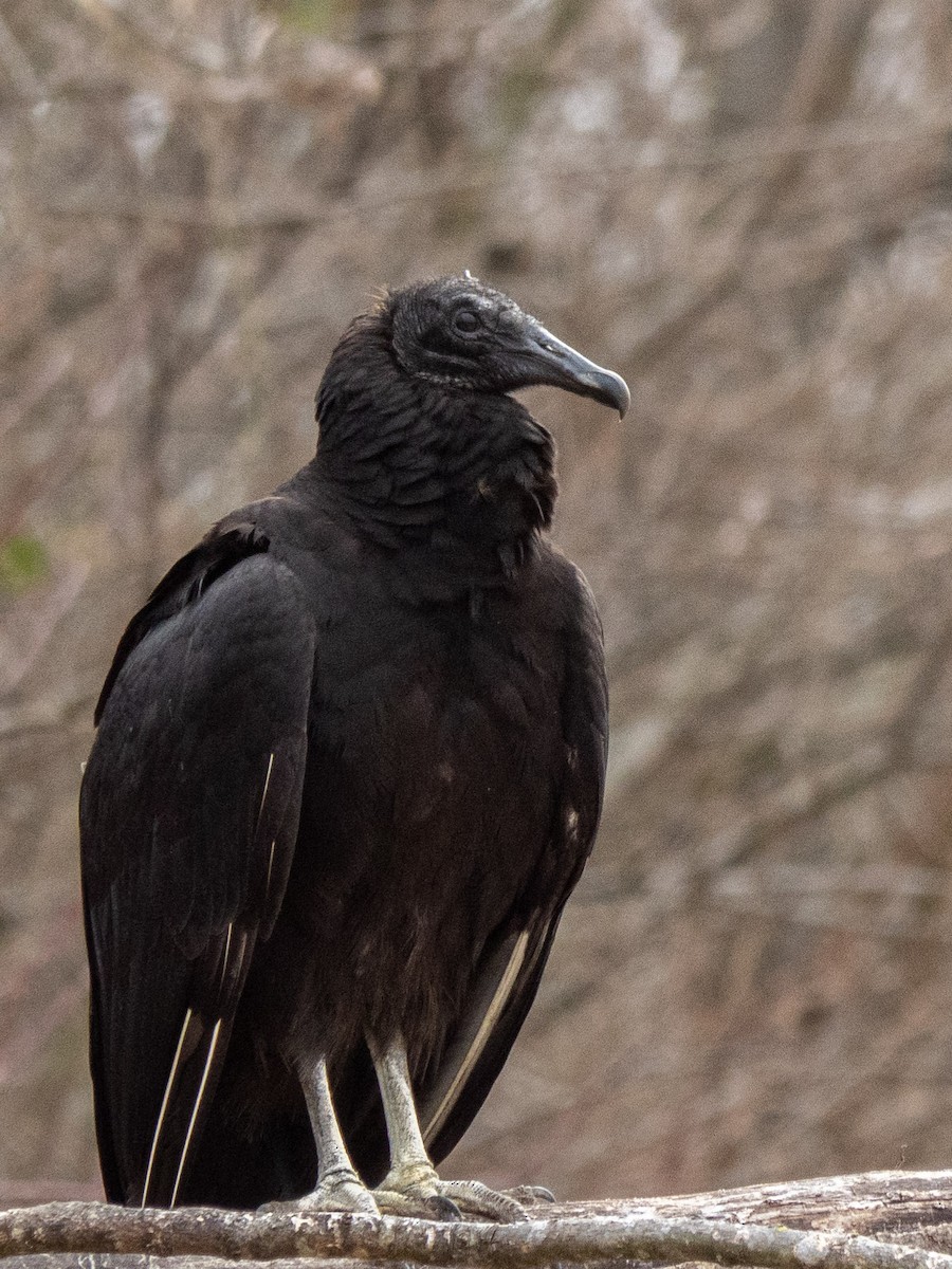 Black Vulture - ML457084191