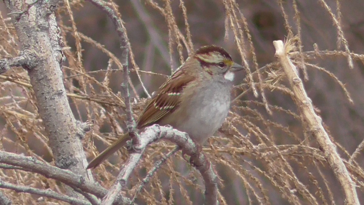 White-throated Sparrow - Bernard Morris