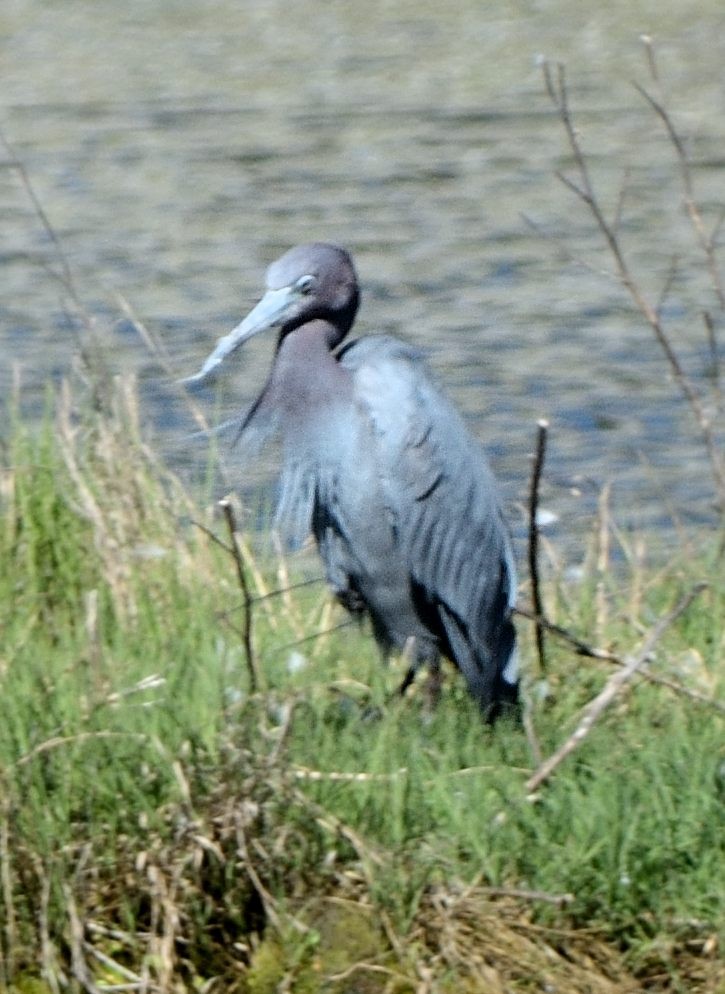 eBird Checklist 6 Jun 2022 Frost Fish Creek, Chatham 27 species