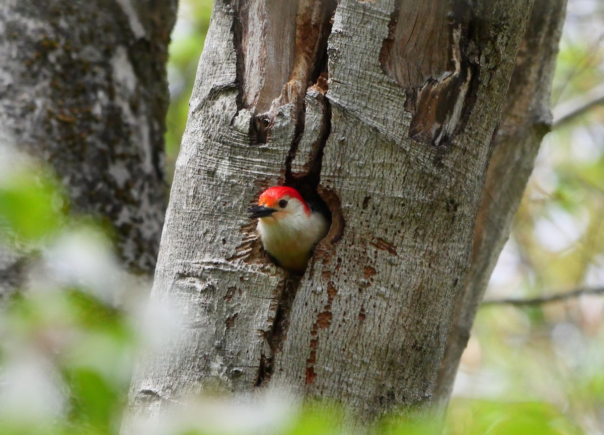 Red-bellied Woodpecker - Kerri D