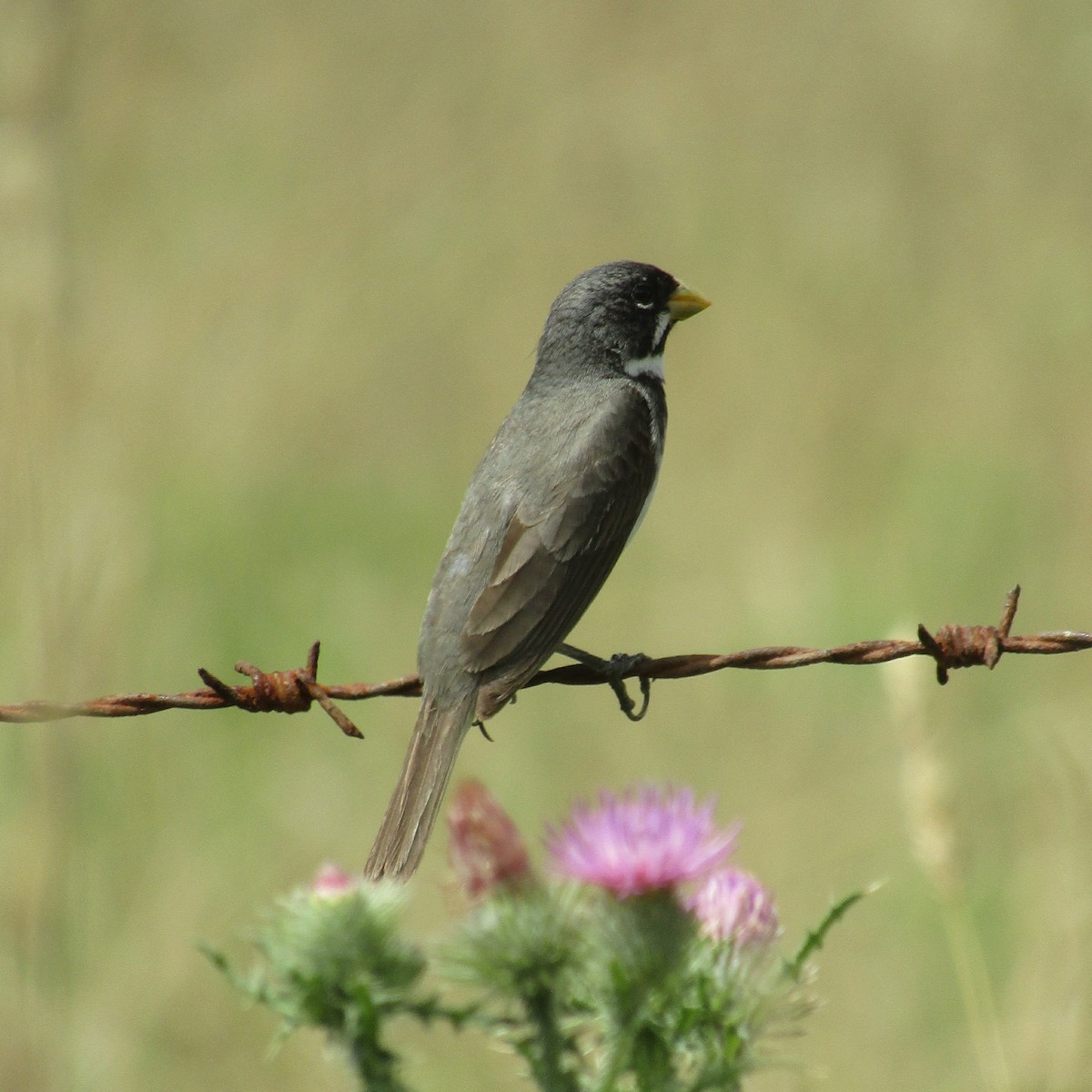 Double-collared Seedeater - ML45709461