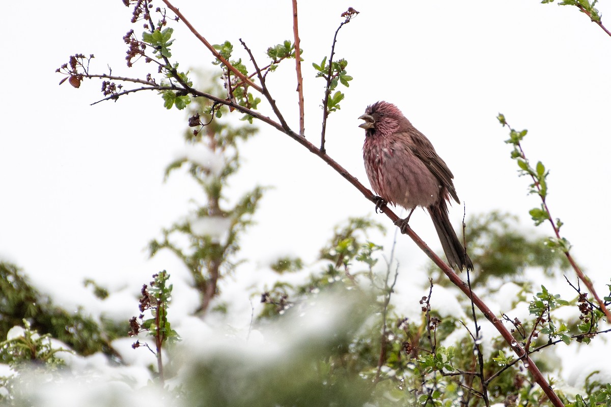 Red-mantled Rosefinch - ML457098061