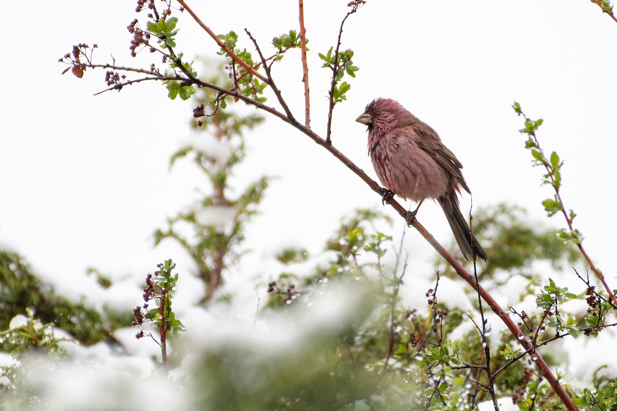 Red-mantled Rosefinch - ML457098071