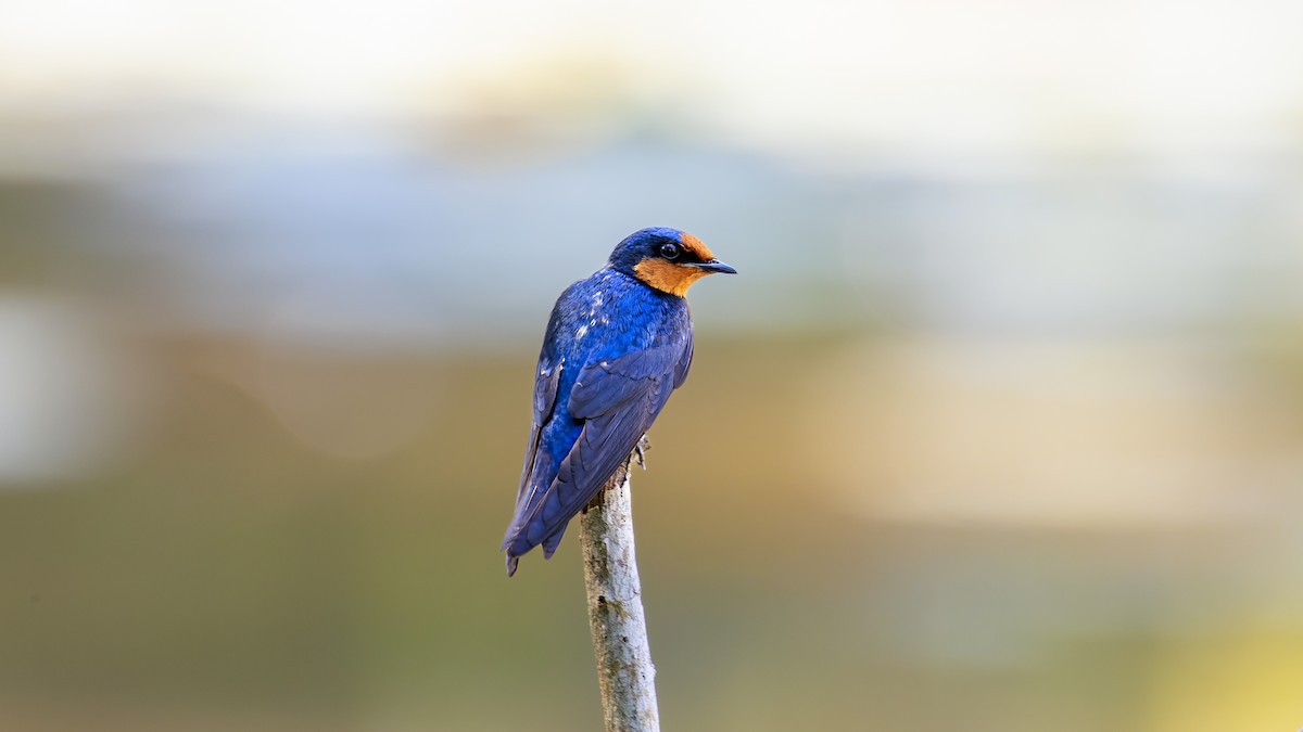Pacific Swallow - ML457105381