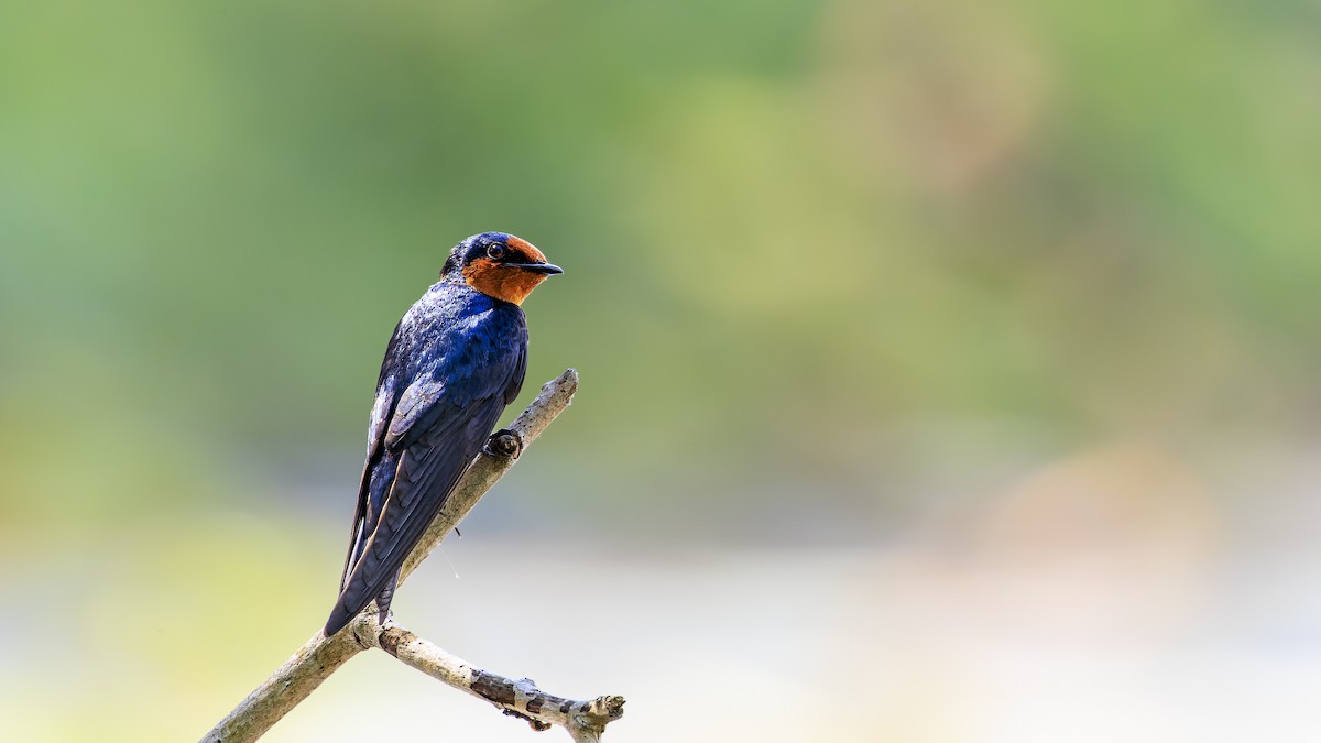 Pacific Swallow - ML457105421