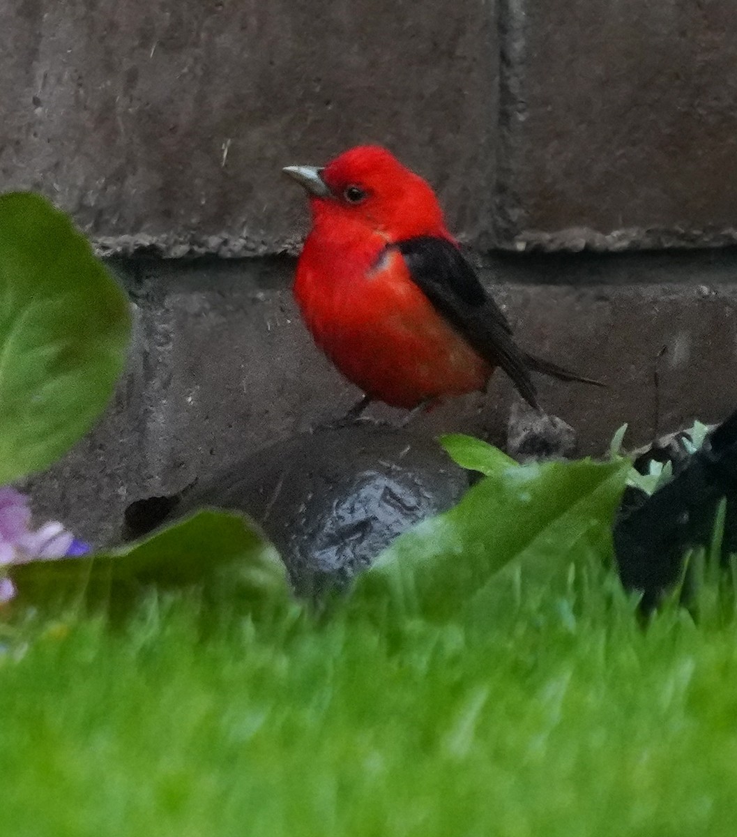 Scarlet Tanager - ML457106671