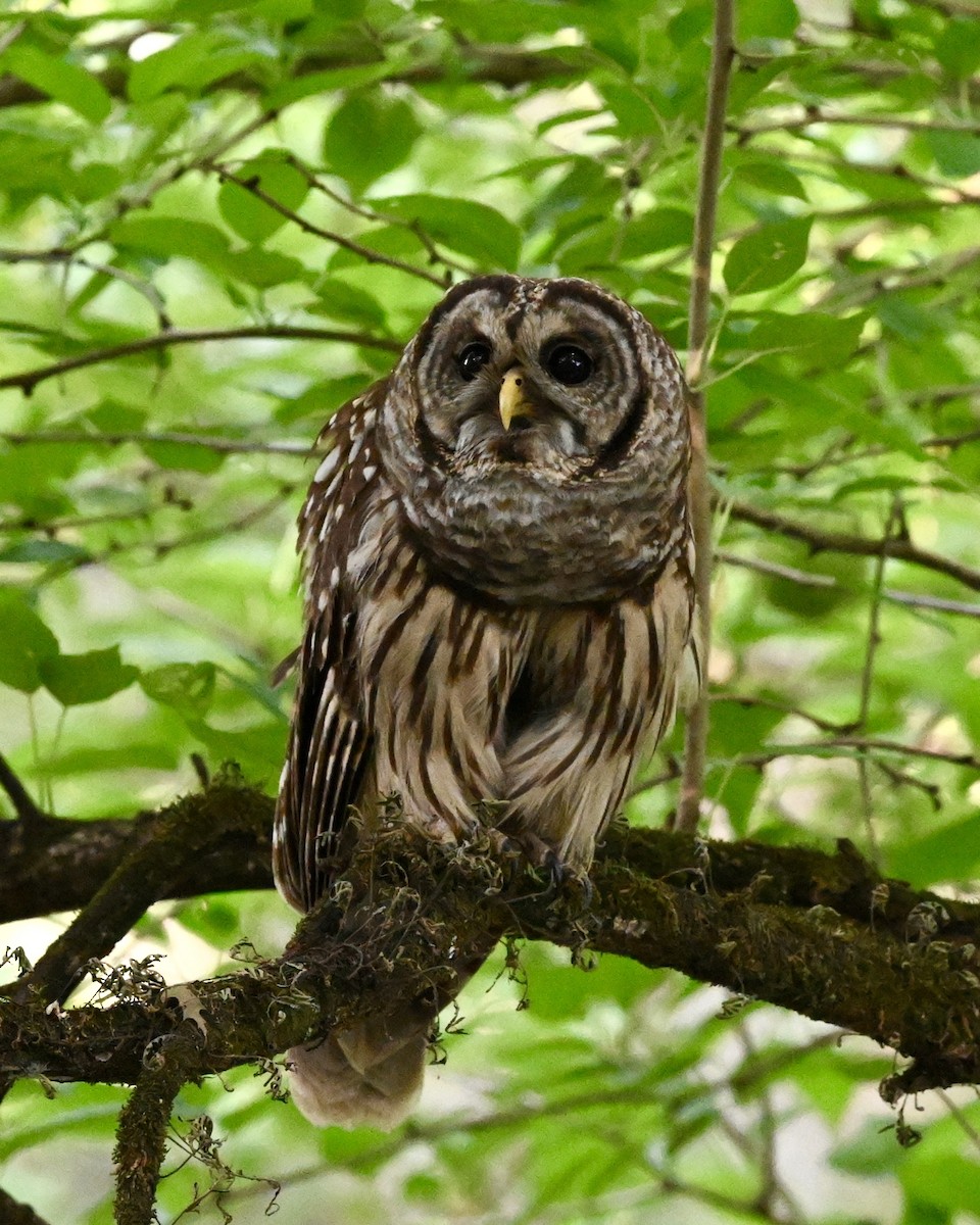 Barred Owl - Joe Wujcik