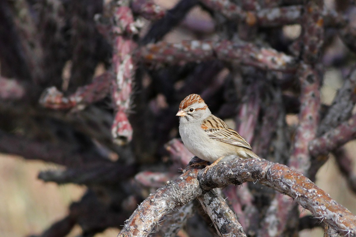 Rufous-winged Sparrow - Scott Olmstead